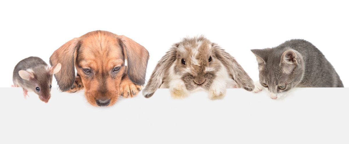Kaninchen und die Verdauung